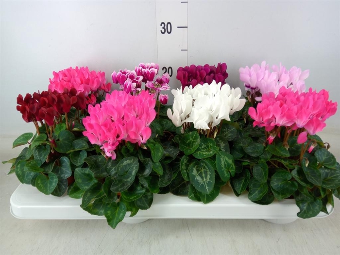 <h4>Cyclamen KL 'Compact'</h4>