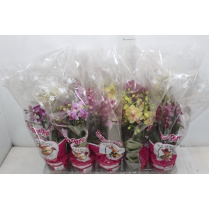 PHALAENOPSIS MINI P12 4 HT