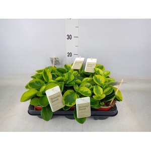 Peperomia obt. 'Obtipan'