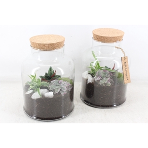 arr2 MB - Terrarium Venice 285/5