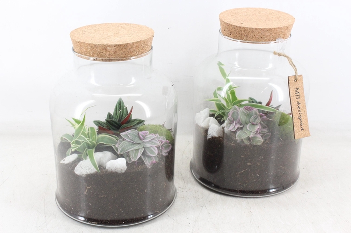 <h4>arr2 MB - Terrarium Venice 285/5</h4>