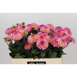 Dahlia Esli