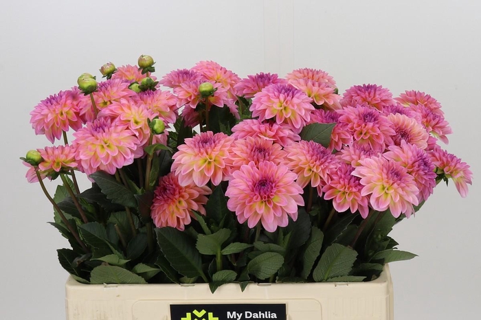 <h4>Dahlia Esli</h4>