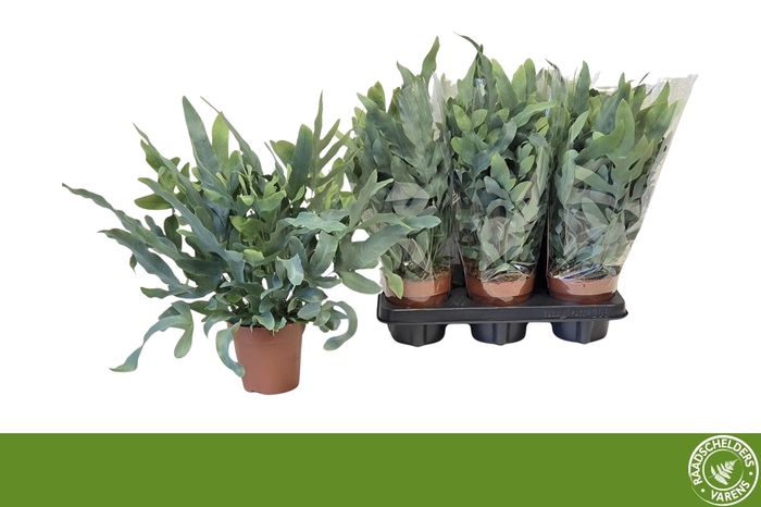 <h4>PHLEBO A BLUE STAR</h4>