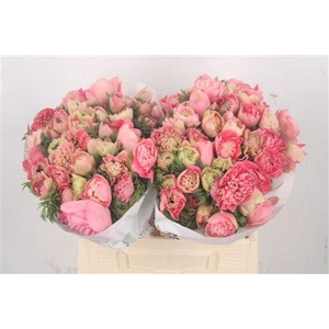 Anemone Levante Pink