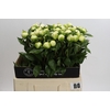 Paeonia Duchesse De Nemours