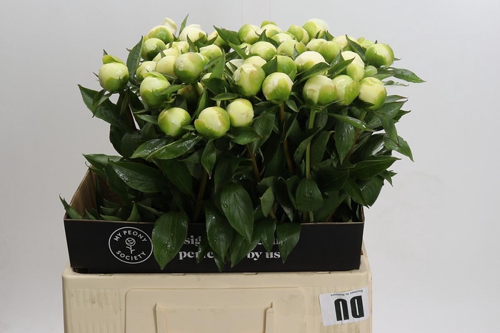 Paeonia Duchesse De Nemours
