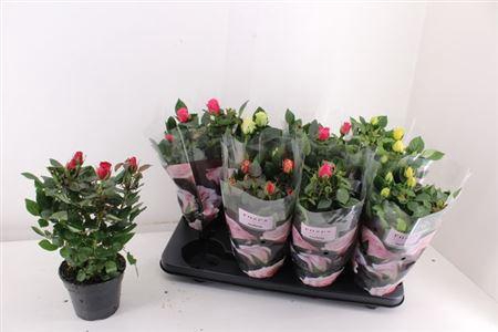 <h4>Ro Pathit Gem 5 Srt</h4>