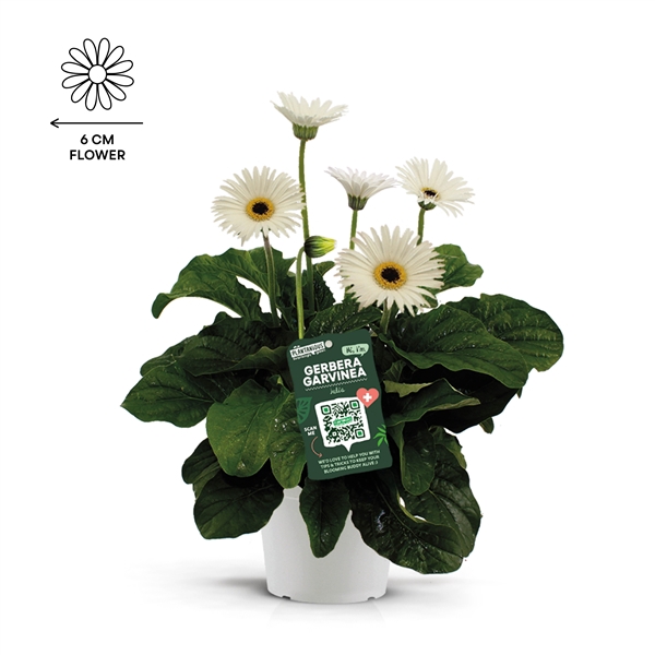<h4>Garvinea gerbera wit</h4>