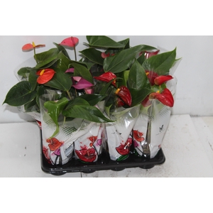 ANTHURIUM VARIADO P06