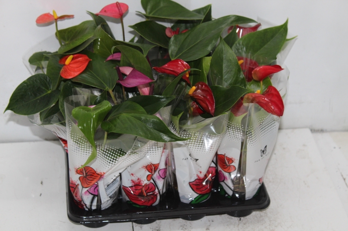 <h4>ANTHURIUM VARIADO P06</h4>