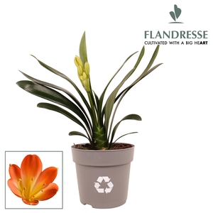 Clivia Flandresse® orange medium
