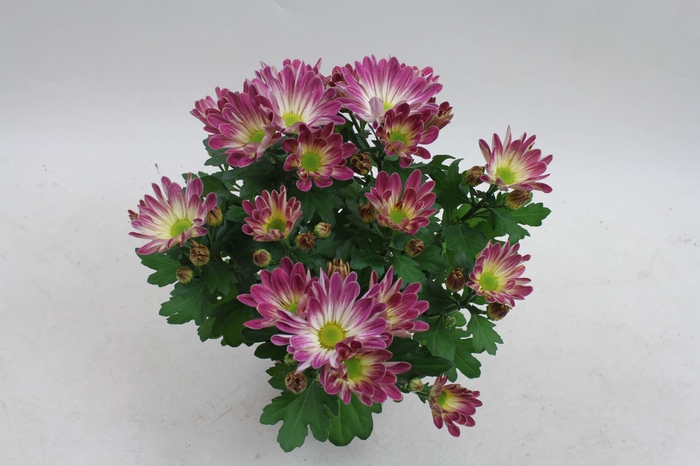 <h4>Chrysanthemum Rainbow Pink Secret</h4>