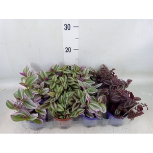 Tradescantia   ...mix