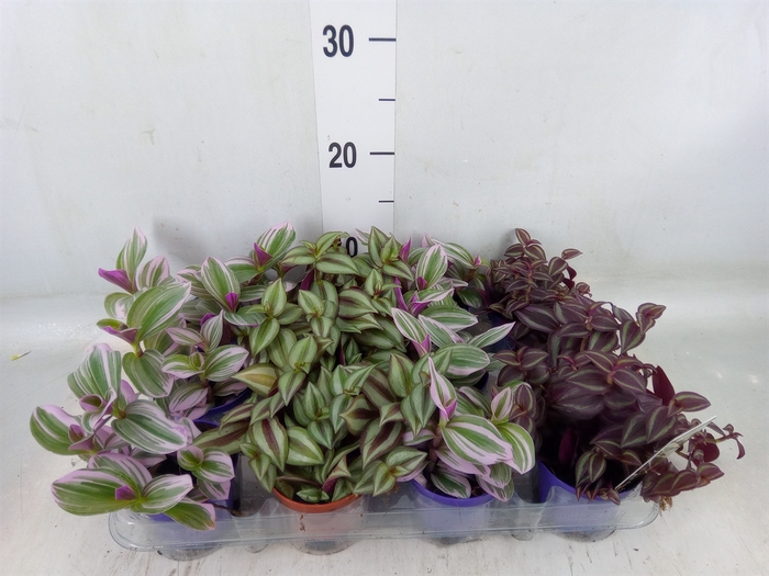 <h4>Tradescantia   ...mix</h4>