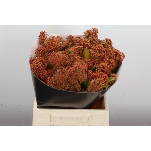 Skimmia Wx Classic Gold