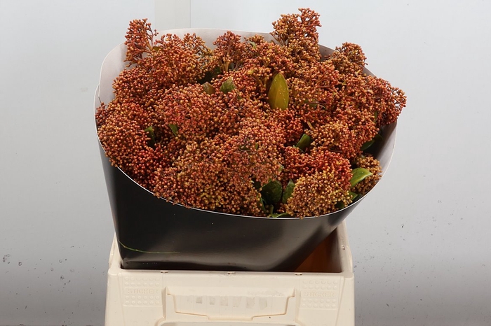 <h4>Skimmia Wx Classic Gold</h4>