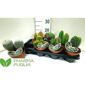 Cactus mix 14Ø 15cm