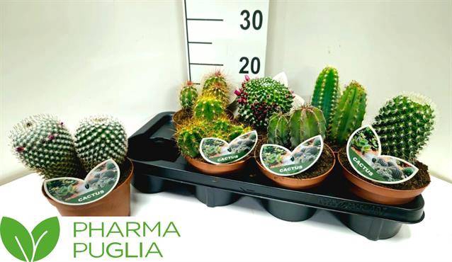 Cactus mix 14Ø 15cm
