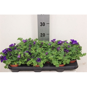Petunia Cobalt Blue