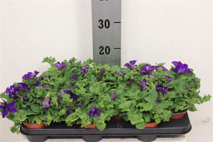 <h4>Petunia Cobalt Blue</h4>