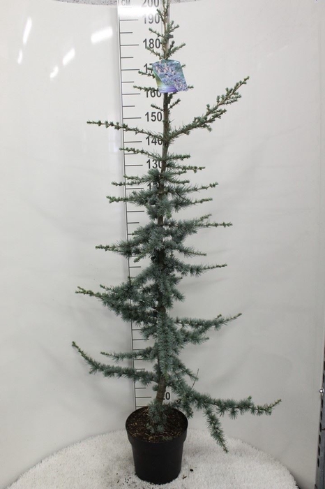 <h4>Cedrus libani 'Glauca'</h4>