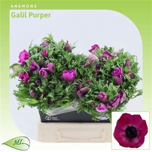 ANEMONE GALIL PURPER