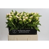 Paeonia Princess Bride