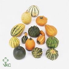 <h4>CUC PEPO MIX</h4>