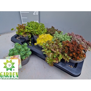 SEDUM GEM