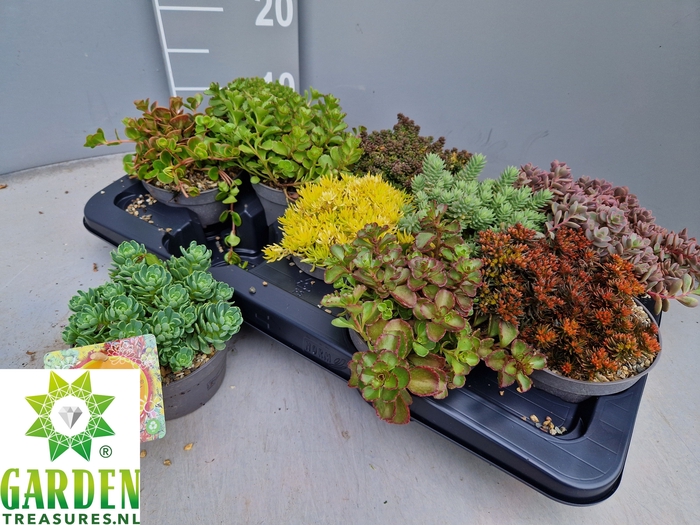 <h4>SEDUM GEM</h4>