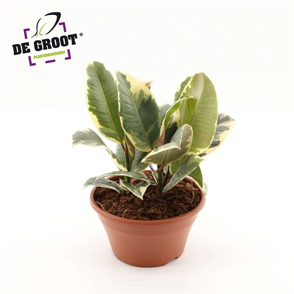 <h4>Ficus elastia 'Tineke'</h4>