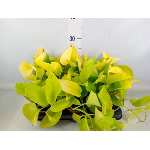 Epipremnum   ...