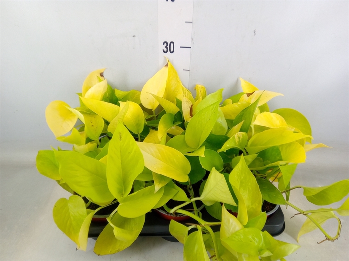 <h4>Epipremnum   ...</h4>