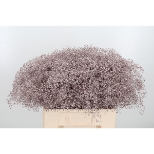 Gyps Kl Bh Champagne