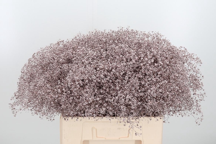 <h4>Gyps Kl Bh Champagne</h4>