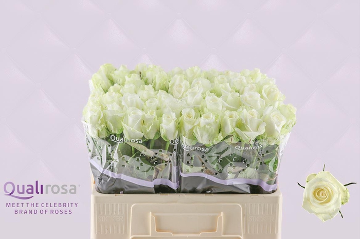 <h4>R Gr Countdown</h4>