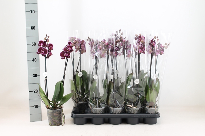 <h4>PHAL AN MONTPELLIER</h4>