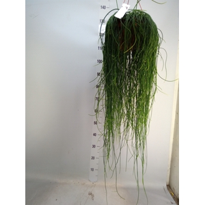 Rhipsalis floccosa