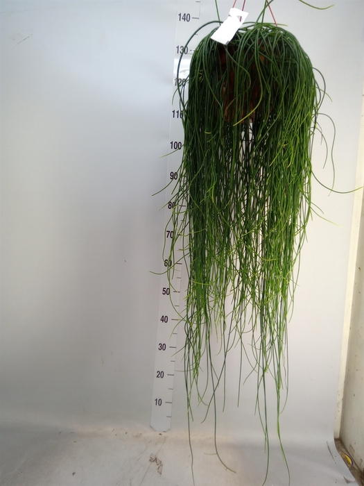 <h4>Rhipsalis floccosa</h4>