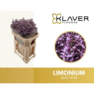 Limonium Safora Lilac Klaver