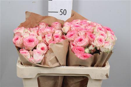 <h4>R Tr Midnight Magic</h4>