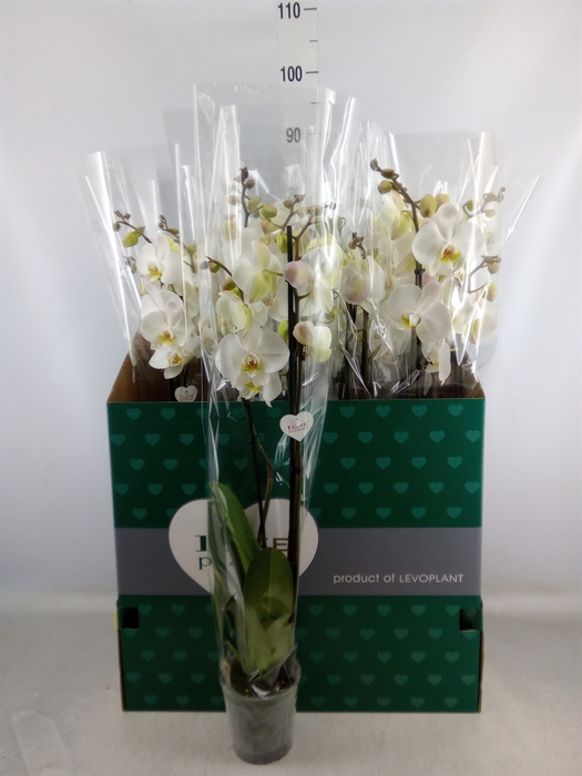 <h4>Phalaenopsis   ...white</h4>