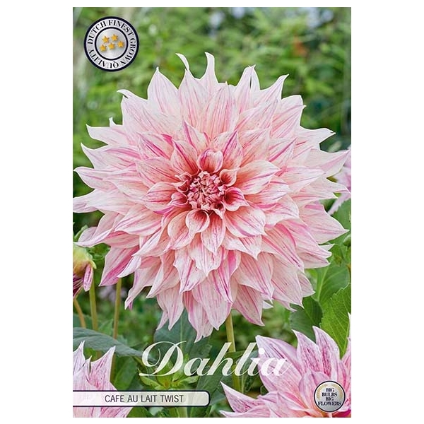 <h4>Dahlia Cafe au lait twist x1 l</h4>