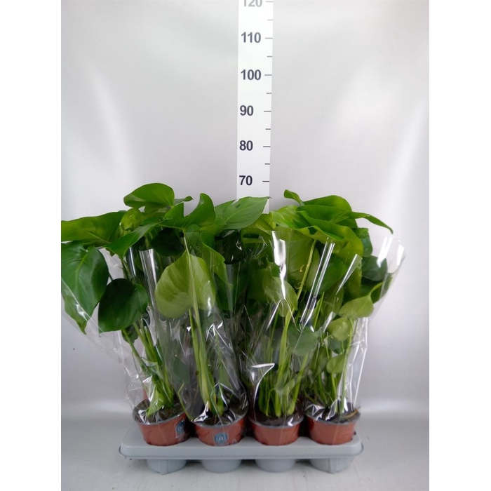 <h4>Monstera delic.</h4>