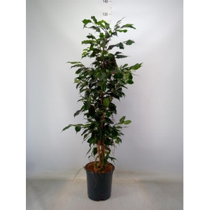 Ficus benja. 'Danielle'