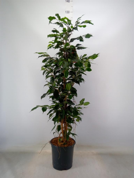 <h4>Ficus benja. 'Danielle'</h4>
