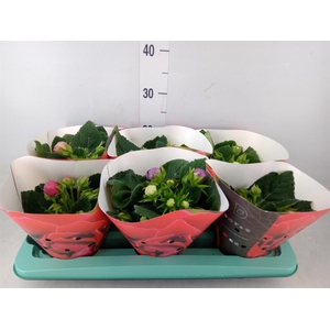 Sinningia  'Sonata'   ...mix