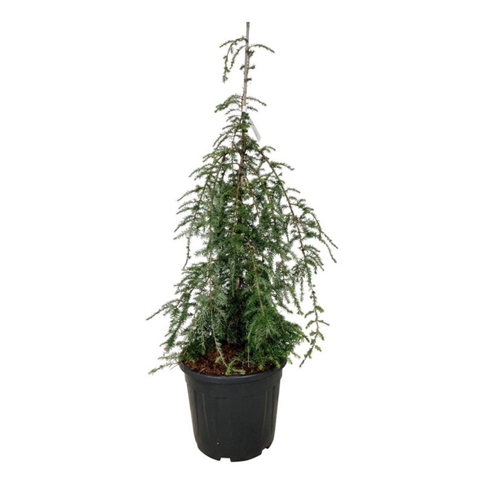 <h4>Tsuga can. 'Pendula'</h4>