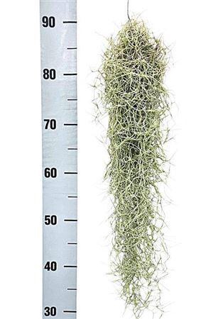 <h4>Tillandsia Usneoides X6</h4>
